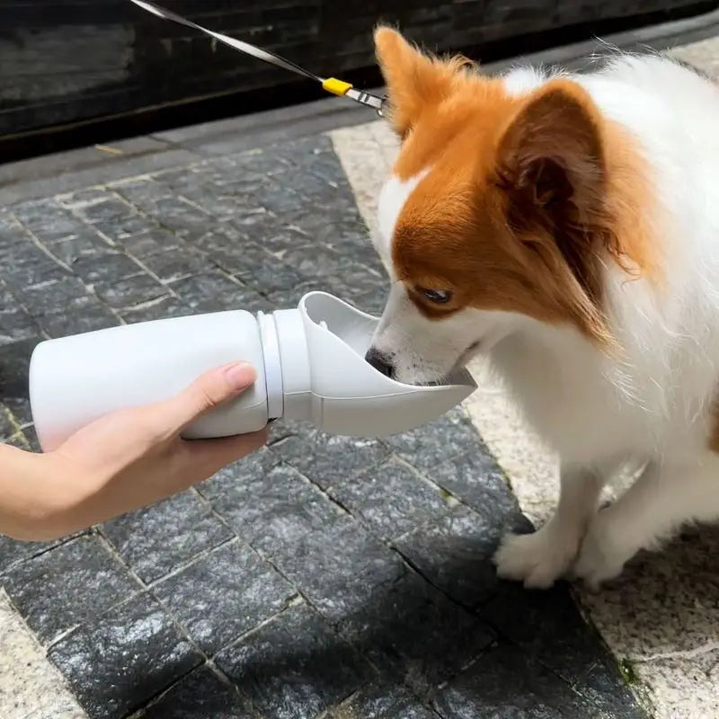 Bouteille d'eau de voyage pliable pour animaux de compagnie